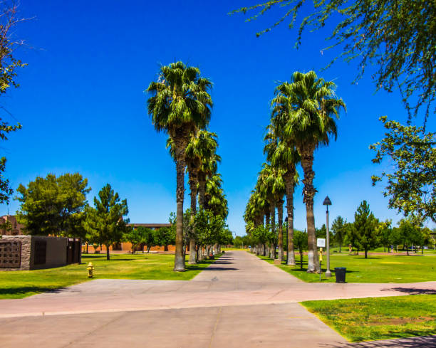 istock Row Of Tall Palm Trees In Public Park 1250674583