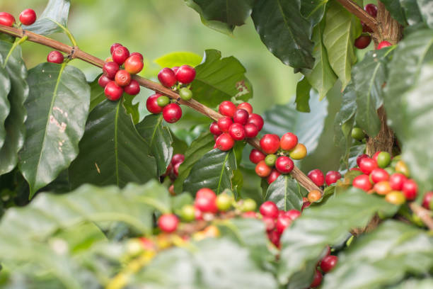 istock Arabica Coffee berry ripening on a tree. 1250674654