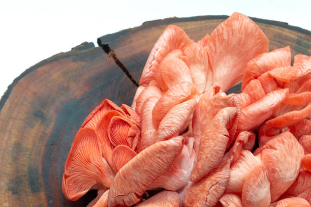 hiratake mushrooms