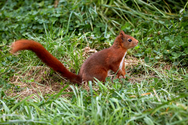 istock Red Squirrel, sciurus vulgaris, Adult standing on Grass, Normandy 1250675796