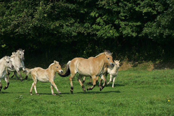 istock Norwegian Fjord Horse, Mares with Foals Galloping through Meadow 1250675813