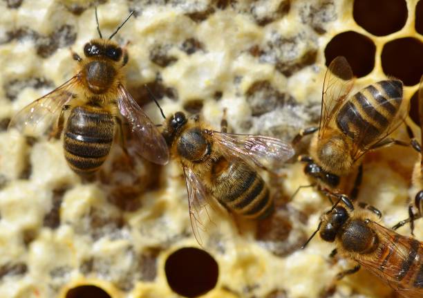 istock Honey bees and honeycomb 1250676046