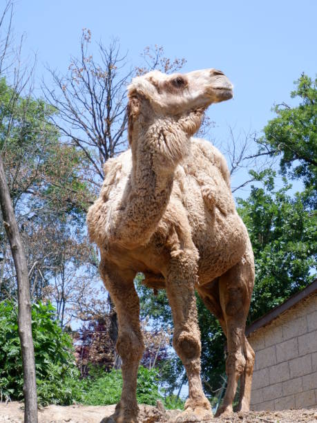 istock man old camel looking around in naturel park 1250676913