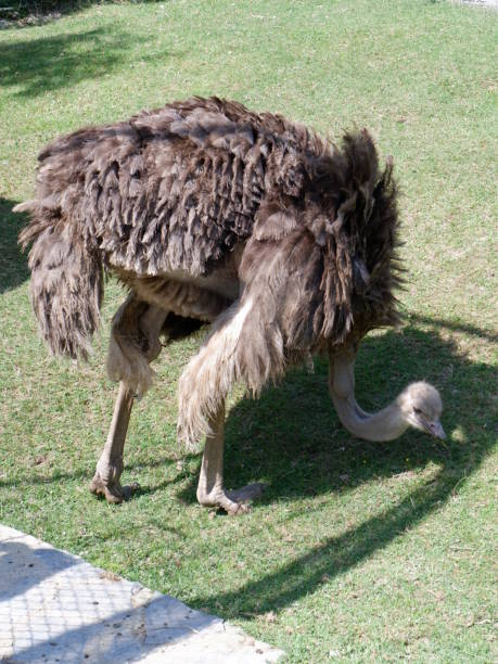 istock Ostriches in natural park land 1250676922