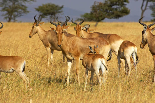 Hartebeest, alcelaphus buselaphus, Herd in Masai Mara Park, Kenya