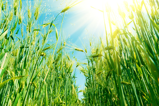 Green wheat field with sun beams. Natural background. Harvest concept. Zero angle