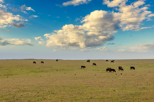 A photograph of cows grazing on farmland at Cuckmere Haven, with the Seven Sisters Cliffs in the background.