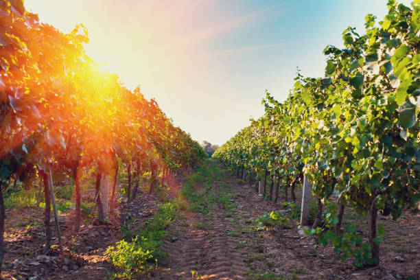 istock Summer vineyard at sunset. Natural background 1250677217