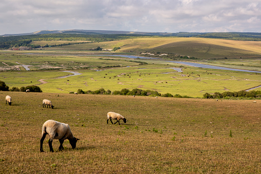Herd of sheep on a pasture. Near Eastbourne, East Sussex, England