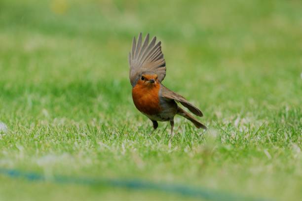istock Kung Fu Robin - 'Bring it on' - PSP 1 1250677390