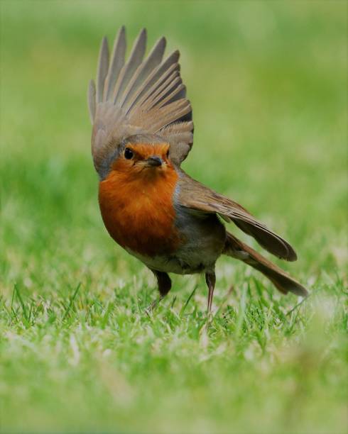 istock Kung Fu Robin - 'Bring it on' - PSP 1 - portrait 1250677391