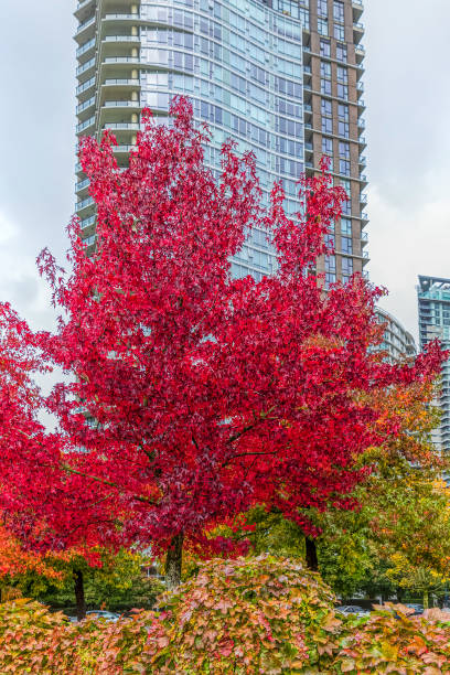 istock Autumn colored maple leaf at Vancouver with Skyscrapers 1250678316