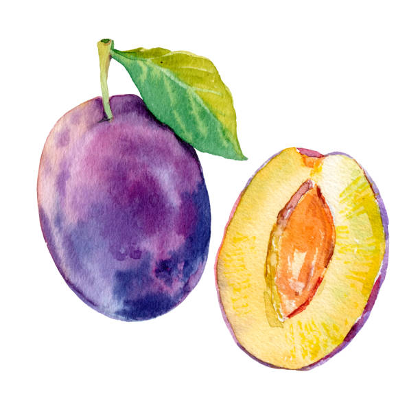 akwarela wektor dojrzałe ilustracji owoców śliwki. ręcznie rysowana śliwka. świeże soczyste owoce. jasna ilustracja. akwarelowe kwiatowe malarstwo botaniczne - plum stock illustrations