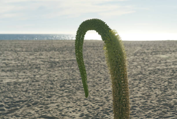 Strange, drooping plant