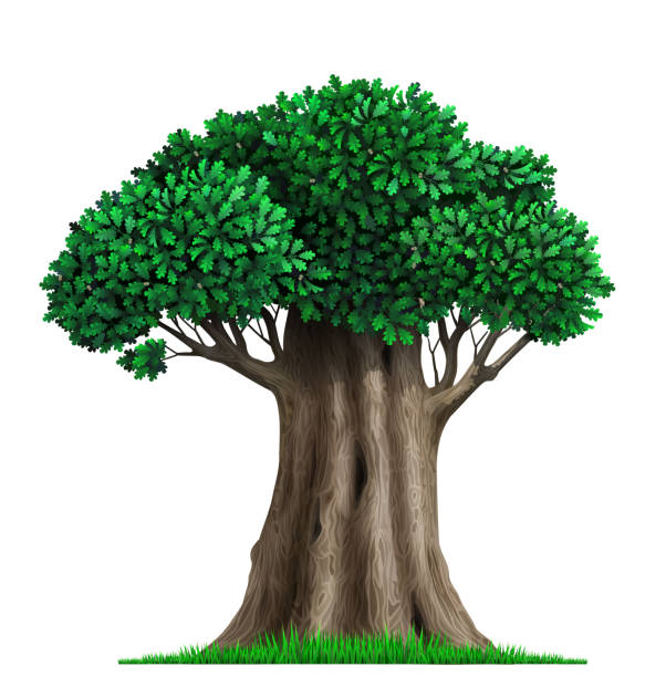 Realistic fairy old oak tree in vector Realistic isolate fairy vector tree with leaves. Plant with green foliage. Forest nature and ecology old oak tree stock illustrations