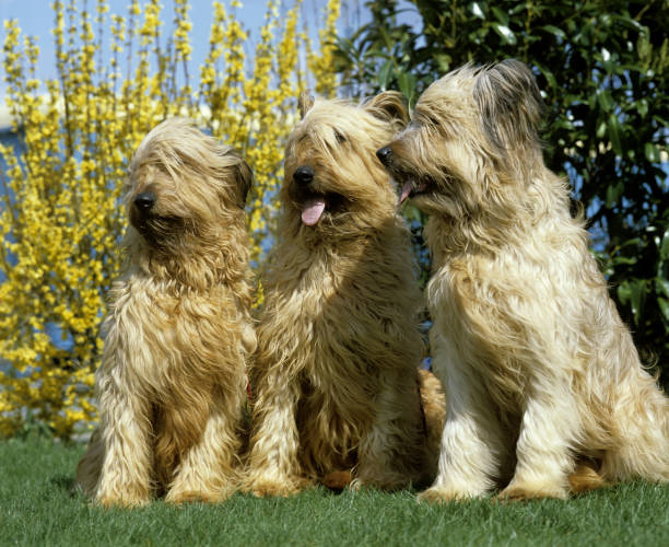 istock Briard Dog (Old Standard Breed with Cut Ears), Adults standing on Grass 1250679390