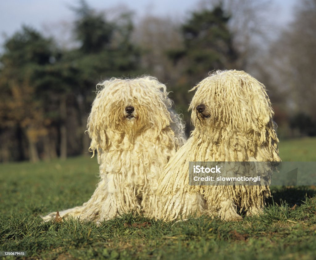 Hungarian Puli Dog, Adults sitting on Grass Animal Stock Photo
