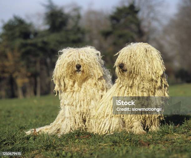 Hungarian Puli Dog Adults Sitting On Grass Stock Photo - Download Image Now - Animal, Animal Themes, Canine - Animal