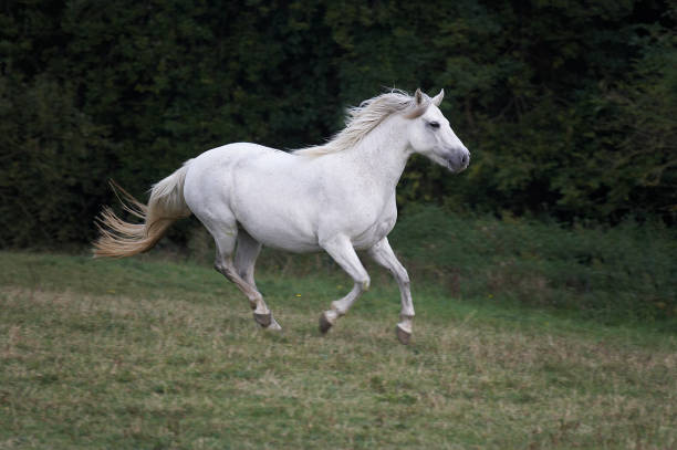 istock Connemara Pony, Adult Galloping in Paddock 1250679428