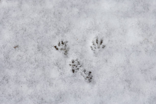 Foot prints of a cat on snow