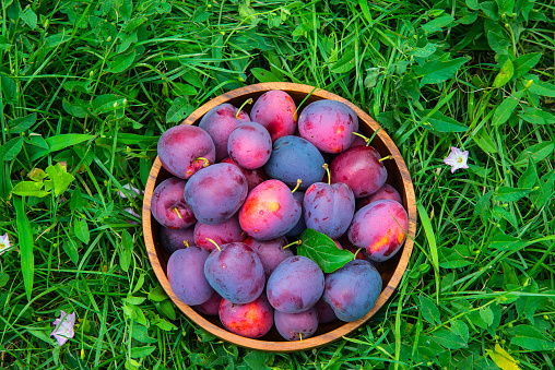 Ripe plums in a wooden bowl on the green grass, home garden