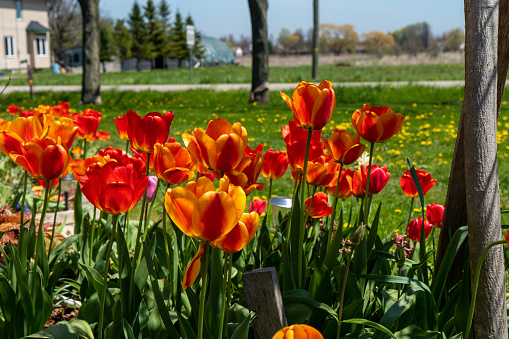 Ontario, Canada.