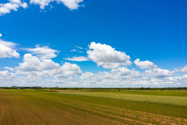 Perfectly planted rows of vegetables under gorgeous bright sky. Plain fields touch the horizon. Photograph taken with a drone.