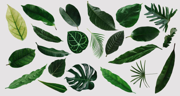 istock abstract green leaf texture, nature background, tropical leaf 1250680431