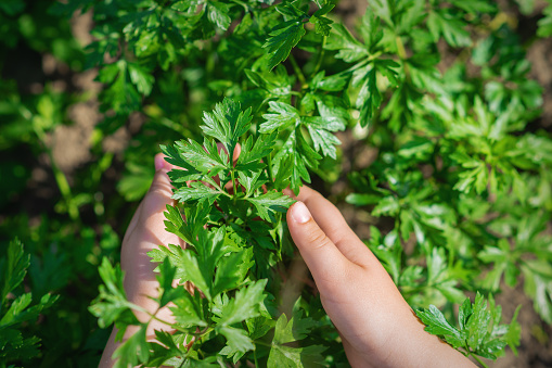 Hands of child holding branch of parsley leaves growing in garden