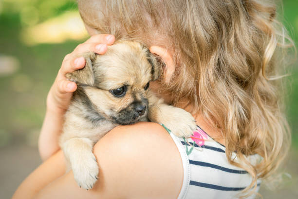 Little puppy sitting on shoulder Close up of little purebred sad puppy sitting on shoulder of young girl outdoors mini shar pei puppies stock pictures, royalty-free photos & images