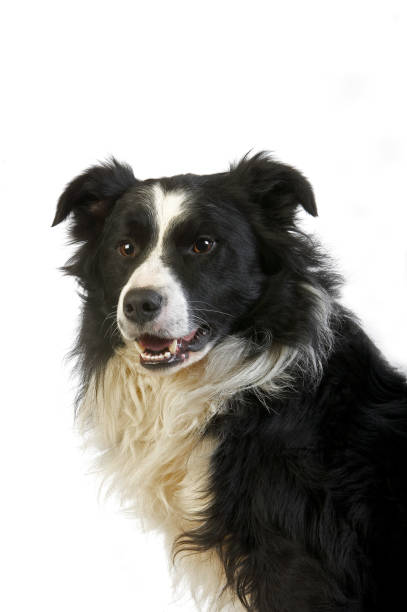istock Border Collie Dog, Male against White Background 1250682028