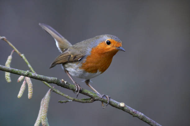 istock European Robin, erithacus rubecula, Adult standing on Branch, Normandy 1250682033