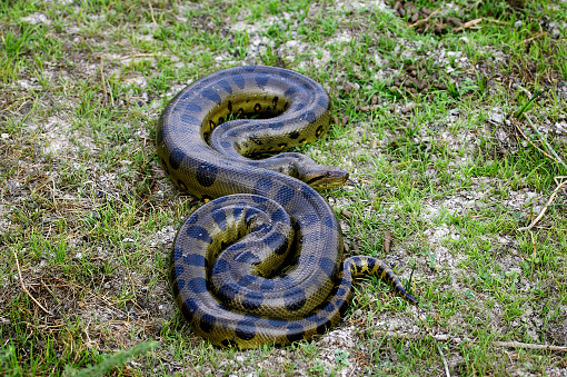 Green Anaconda, eunectes murinus, Adult standing on Grass, Los Lianos in Venezuela