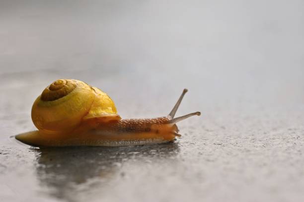 istock Beautiful macro shot of a snail with a shell 1250682297
