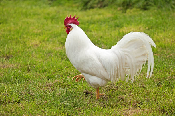istock Leghorn Domestic Chicken, Cockerel walking on Grass 1250682484