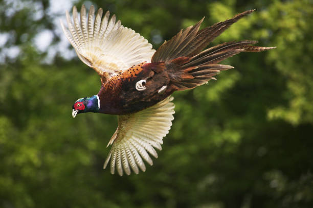 istock Commmon Pheasant, phasianus colchicus, Male in Flight, Normandy 1250682507