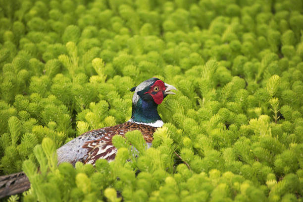 Commmon Pheasant, phasianus colchicus, Male standing in Long Grass, Normandy