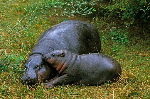 Pygmy Hippopotamus, choeropsis liberiensis, Female with Calf laying down on Grass