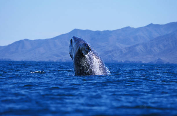 istock Grey Whale or Gray Whale, eschrichtius robustus, Adult Breaching, Head looking out from Water, Baja California in Mexico 1250683055