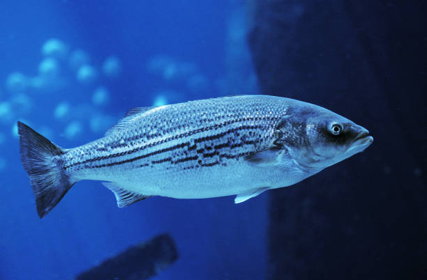 gestreifter bass, morone saxatilis, erwachsene - rockfish stock-fotos und bilder