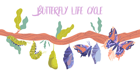 Life cycle and metamorphosis of a butterfly from caterpillar to insect in sequence on a branch, colored vector illustration