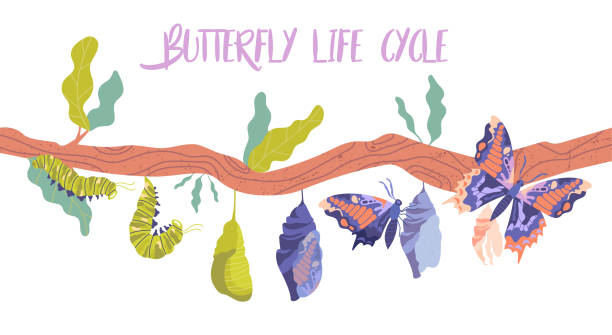 Life cycle and metamorphosis of a butterfly from caterpillar Life cycle and metamorphosis of a butterfly from caterpillar to insect in sequence on a branch, colored vector illustration pupa stock illustrations