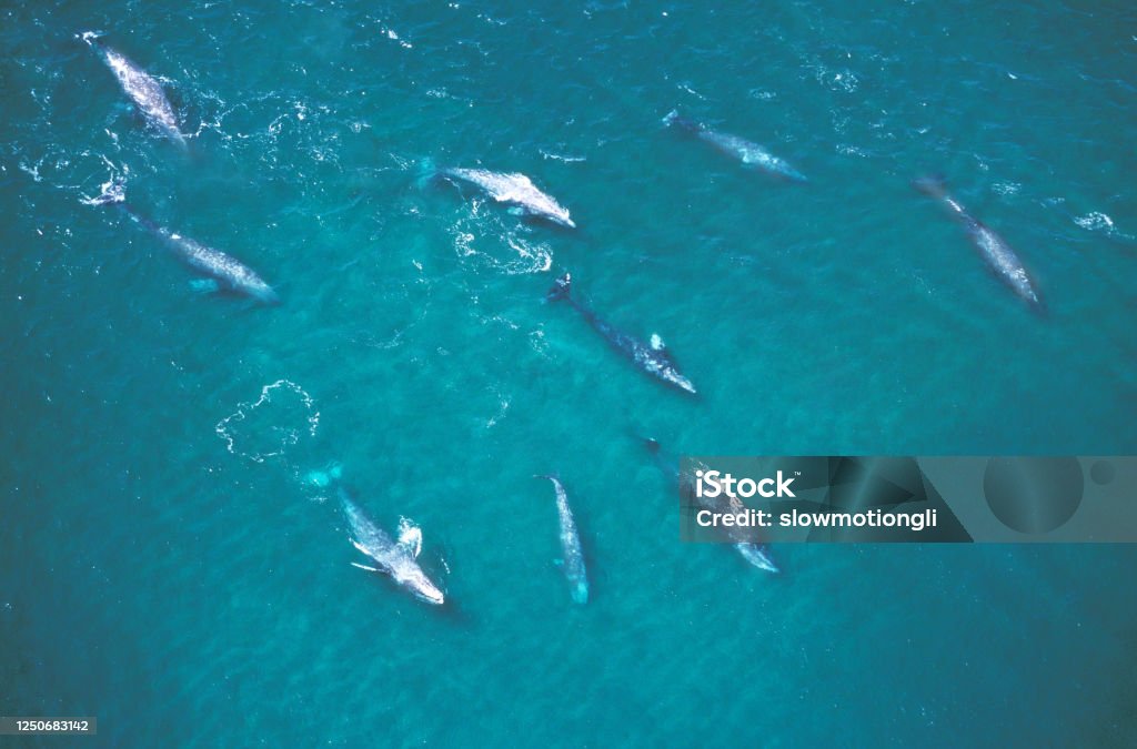 Grey Whale or Gray Whale, eschrichtius robustus, Group, Aerial View, Baja California in Mexico Gray Whale Stock Photo