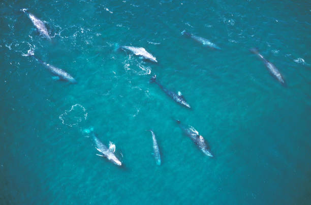 Grey Whale or Gray Whale, eschrichtius robustus, Group, Aerial View, Baja California in Mexico Grey Whale or Gray Whale, eschrichtius robustus, Group, Aerial View, Baja California in Mexico gray whale stock pictures, royalty-free photos & images