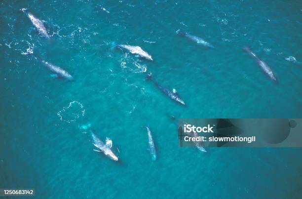 Grey Whale Or Gray Whale Eschrichtius Robustus Group Aerial View Baja California In Mexico Stock Photo - Download Image Now
