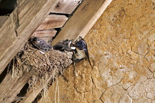 istock Barn Swallow, hirundo rustica, Adult Feeding Chicks at Nest, Normandy 1250683149