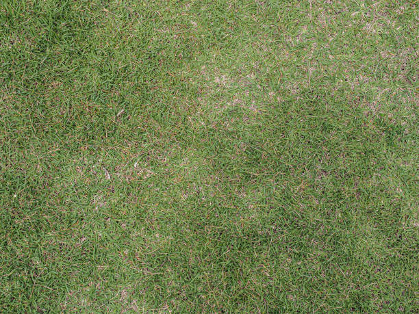 istock Brown green grass texture. natural look. 1250683283
