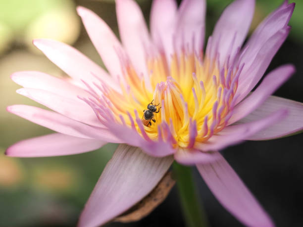 istock Closeup waterlily or lotus flower with bee. 1250683294