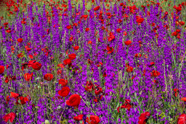 poppy flowers in nature's red ornament