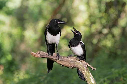 European magpie old and young (Pica pica)